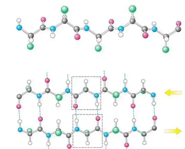 什么是蛋白质二级结构