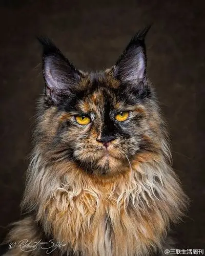 这是世界上最大猫种之一的缅因猫,在这组作品中,他们的眼神……铲屎官