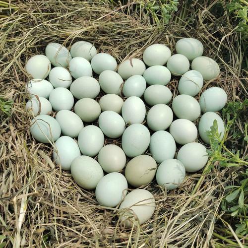 乌鸡蛋绿壳土鸡蛋新鲜初生正宗九华山农家散养山鸡蛋可生食无菌蛋