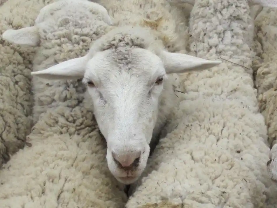 华县新鲜羊肉价格