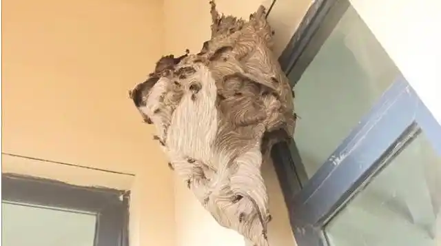 一米长巨型马蜂窝出现在别墅阳台形状惊奇罕见消防摘过中数最大
