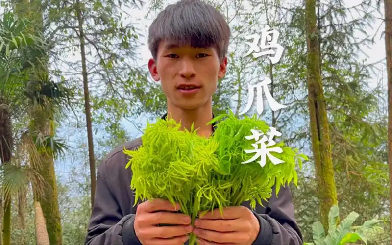 把春天吃进肚子里,春天野菜多又多今天这个是鸡爪菜有多少人吃过?