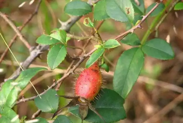 刺榆子一个躲在山里的野果