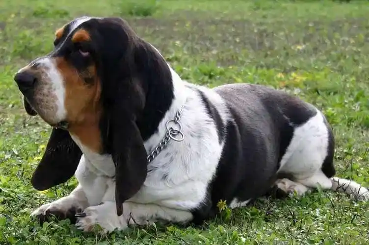 想让巴吉度犬和你主动握手这些训练方法你一定要掌握