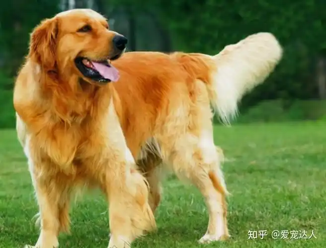 摇尾巴是金毛最常做的动作,正常情况下,是在表达开心和激动的心情.