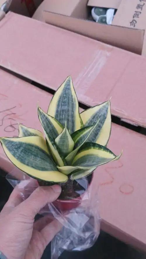 园艺 绿植黄金哈尼虎皮兰虎尾兰迷你mini小盆栽室内办公室花卉 白玉虎