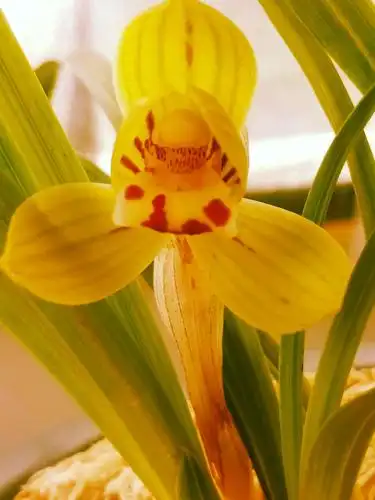 连瓣兰新品黄花荷瓣"诺邓金荷"