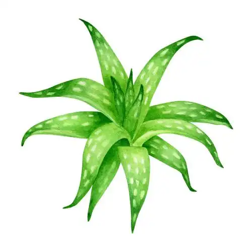 水彩芦荟植物.手绘绿色肉质草药孤立在白色背景上.