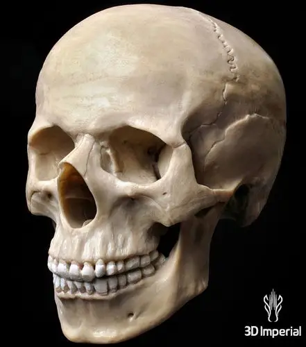 惊悚过中秋 3d打印头骨欣赏