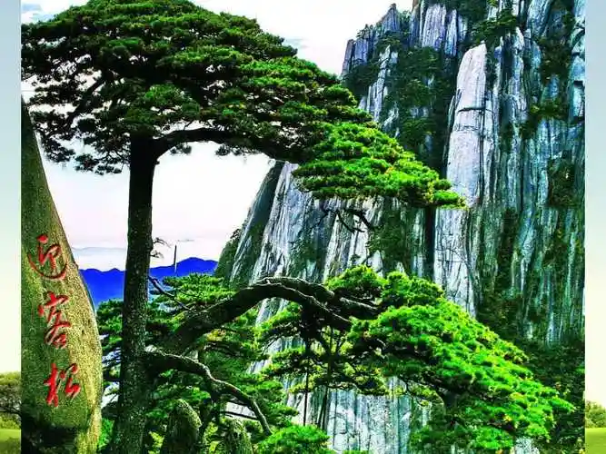 各种各样的树ppt