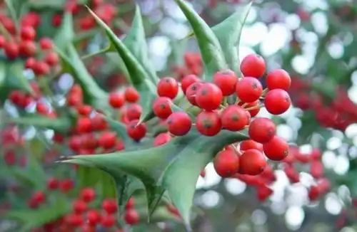 这种树人称"鸟不落",农村当成柴火烧,城里一棵却能卖上百元