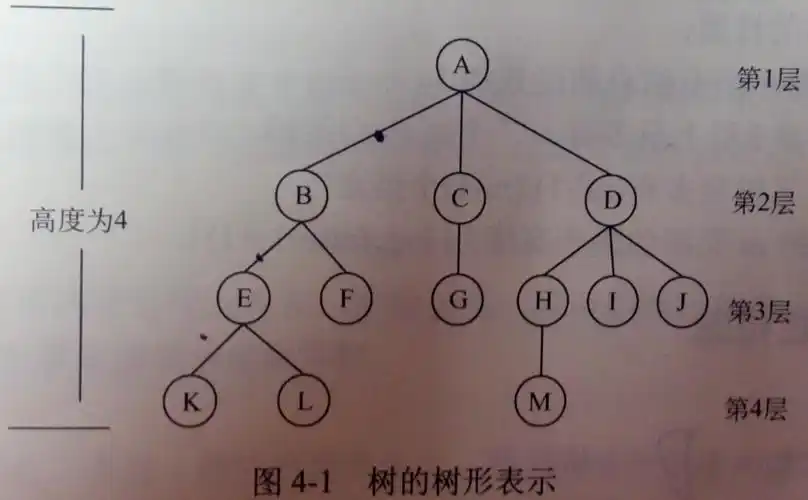 如b的度为2,d的度为3,树的度为3树中节点的子树从左到右有次序的,不能