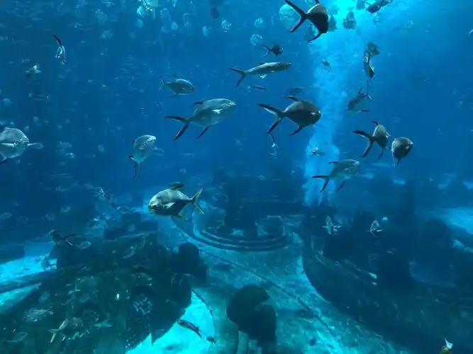 三亚亚特兰蒂斯失落的空间水族馆
