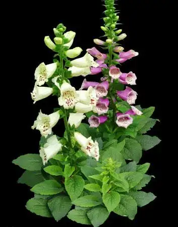 毛地黄图片:毛地黄的形态特征介绍