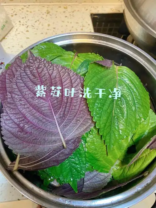苏子叶(什么种类都行,我喜欢紫苏叶～)洗干净,用刷小视频的劲儿,尽量