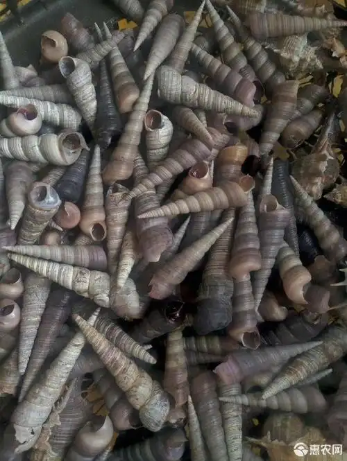 钉螺也称(长尾螺),大量供应