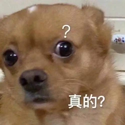 萌宠gif汪星人gif真的gif惊讶gif搞怪gif逗gif