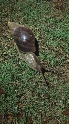 【胆儿小慎入】我在广东见到的巨型蜗牛