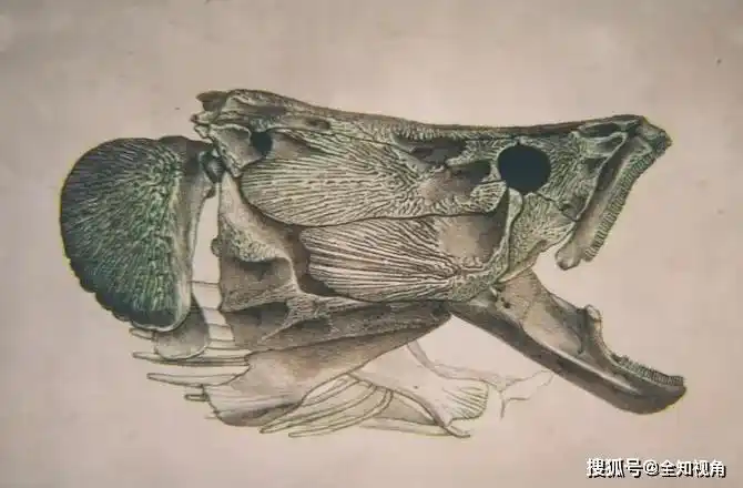 捕一条能养全村的巨鱼,力大无穷,鳞片十分坚韧,连鳄鱼也敢攻击