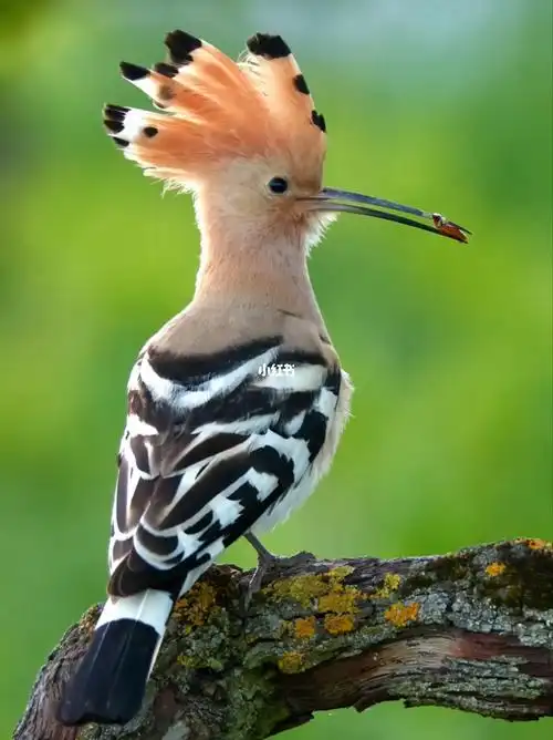 超高清戴胜鸟来啦