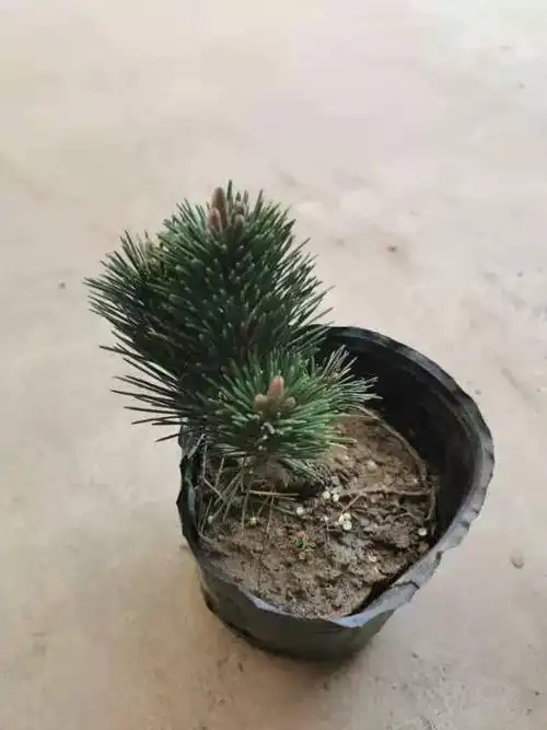 嫁接日本短针五针松瑞祥宫岛金针大阪松小苗黑松苗千寿丸树苗