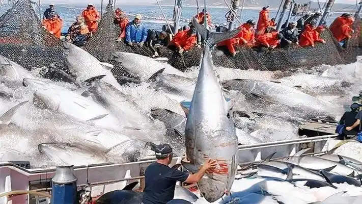 国外海捕鱼群,远洋大船用大型环网捕捞金枪鱼群,让大家见识一下