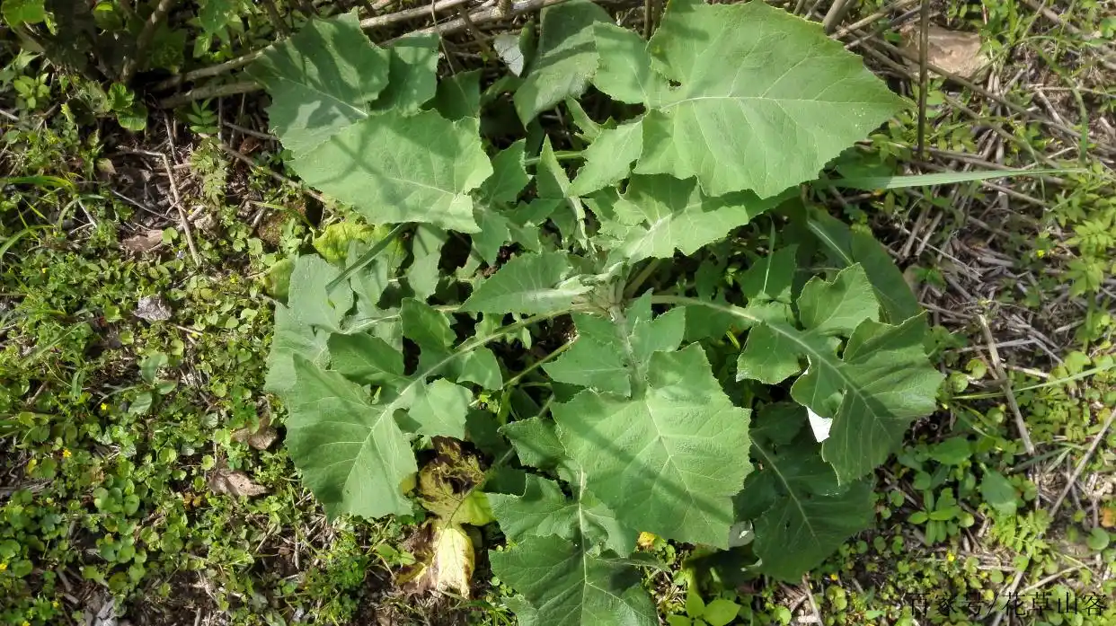 有一味草药叫三角叶风毛菊,别名白牛蒡根,只生长在高山之上