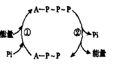 右图是细胞内atp与 adp 相互转化的图示,请据图回答