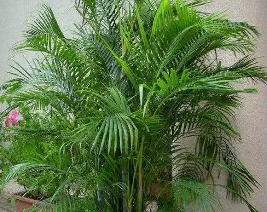 散尾竹的风水禁忌,散尾竹放什么地方好(客厅/东南方/风水位) _ 看植物