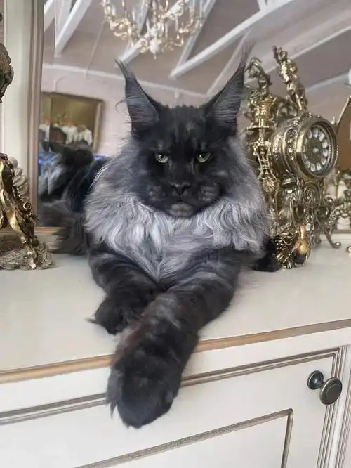 俄罗斯超大体烟灰缅因猫