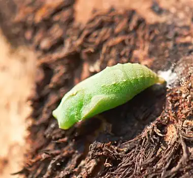 蝴蝶,蛹,联结,树