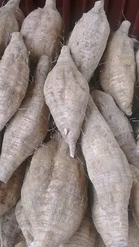 出售广西藤县葛苗葛根之乡优质葛苗量大从优免费指导种植