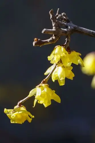 最美颐和园,腊梅花盛开