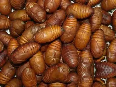 柞蚕蛹_中药大全