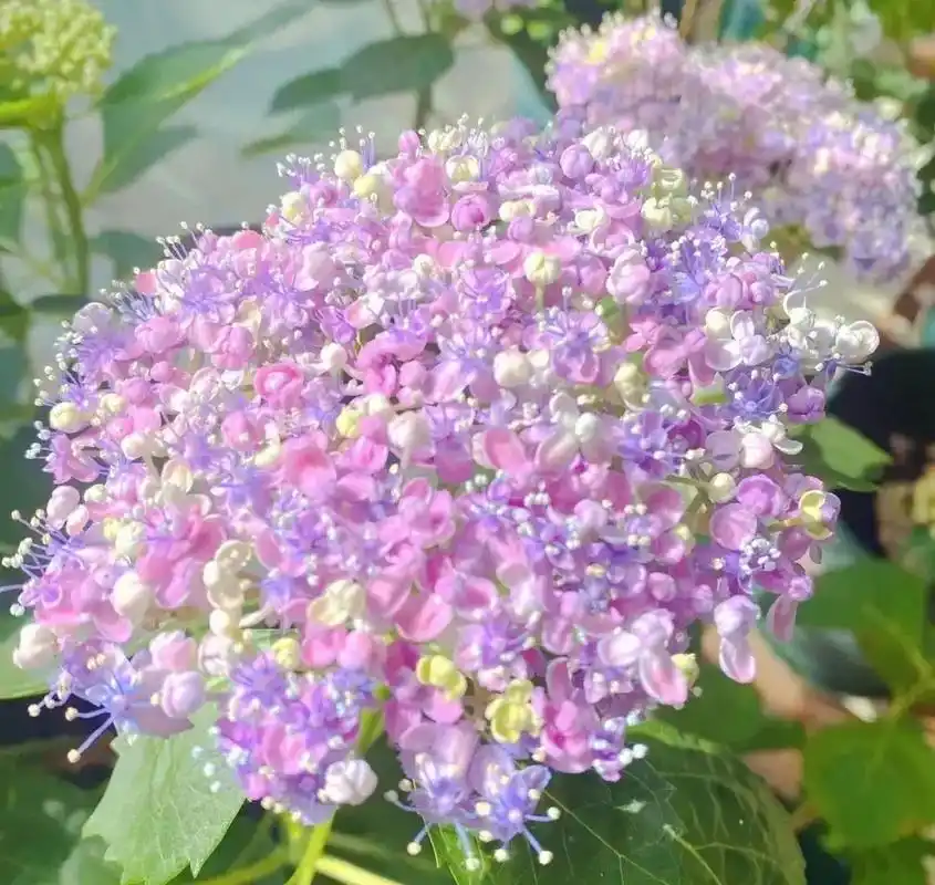 绣球花 三河千鸟.看一眼就爱上你了. - 抖音