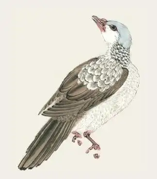 原创10步学会工笔斑鸠画法及设色技法