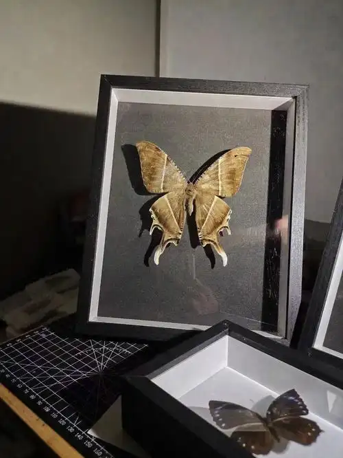 昆虫标本制作  #蝴蝶标本  #标本  #装饰品