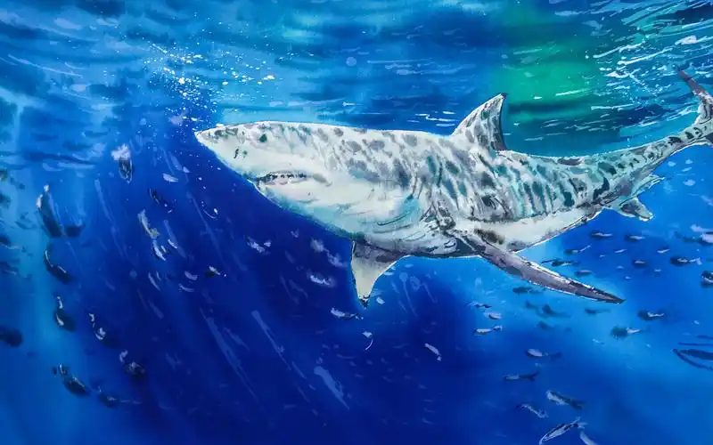 水彩白露洋老师示范梦幻大鲨鱼该怎么画