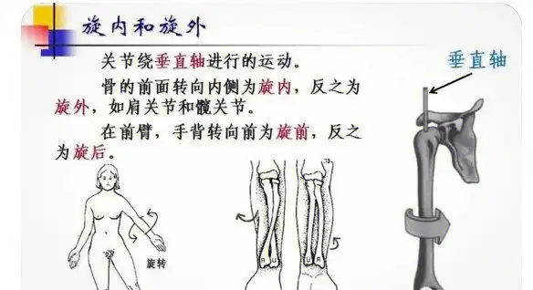 人体活动关节总结