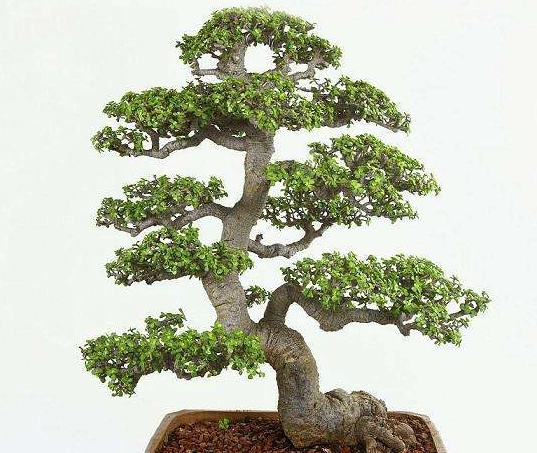 "玉树"长成老桩盆景,"1个"技巧,一个月后我竟无言以对!