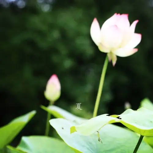 夏天 摄影 植物 武汉