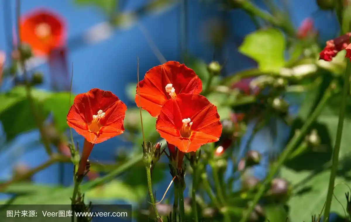 牵牛花,红色,美,水平画幅,特写