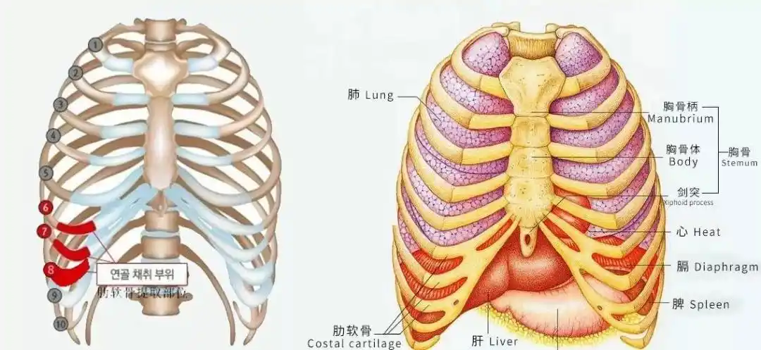 肋软骨手术失败后,我的耳朵还有救吗?
