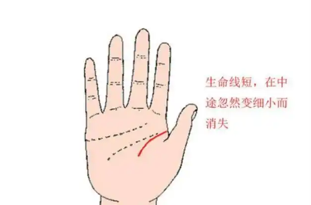 女人手掌纹路图解右手生命线 生命线纹路清晰深刻精力充沛(分析生命线