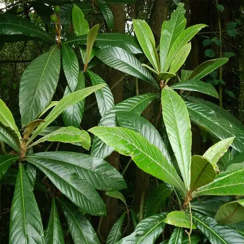 现拍现摘野生枇杷叶 新鲜琵琶叶子500g包邮