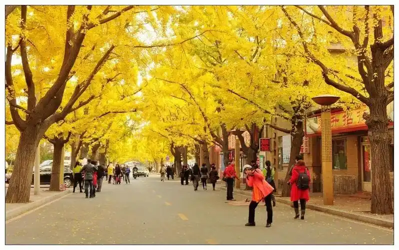 丹东银杏黄金大道最佳观赏期预测10月26号起的一周