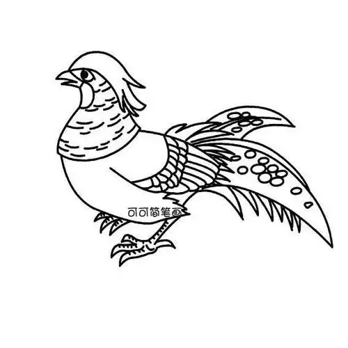 简笔画鸡红腹锦鸡简单画法