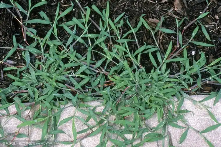 2019 hot sale pesticide herbicide 98% tech pendimethalin low