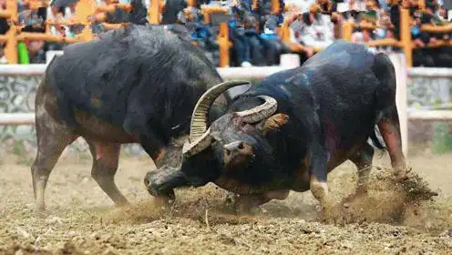 两头水牛打架,打到牛角都断了还不放弃,可知这激烈程度