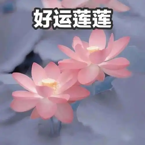 妈妈喜欢的荷花头像上新了